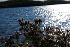 Natur